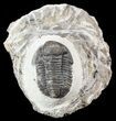 Bargain, Gerastos Trilobite Fossil - Heavily Restored #52954-2